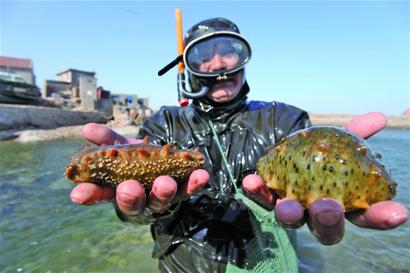 青岛头茬鲜海参低调上市 价格跳水每斤40元 山