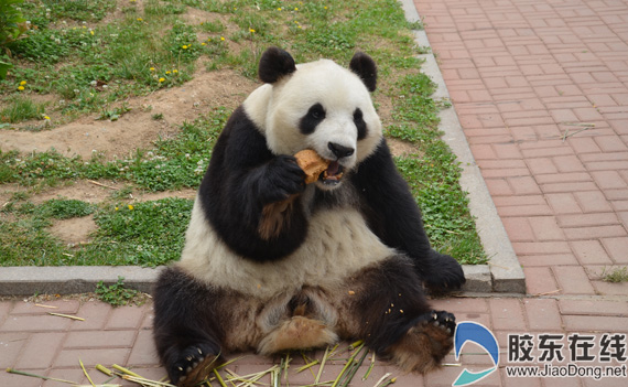 大熊猫下月5日离开烟台 旅居三年回家娶媳妇 