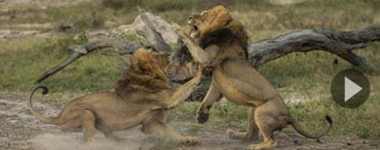 非洲:雄狮为争夺"霸权"激烈打斗