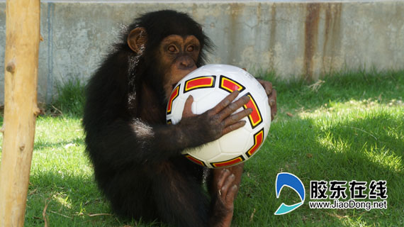 我为足球狂动物园世界杯足球赛精彩开幕 社会
