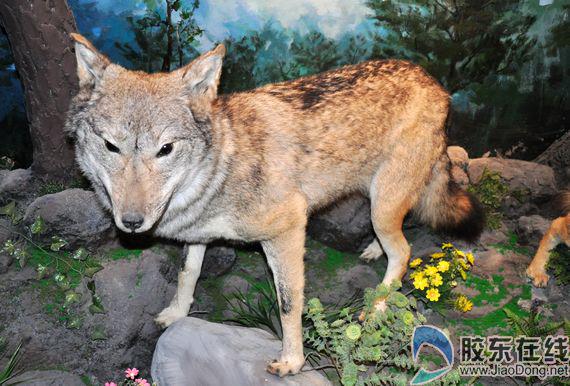 坐公交游烟台 小编带你盘点公交车经过的景点