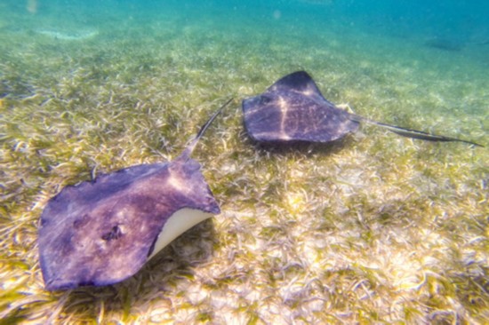 海边旅行小贴士:警惕6种海洋生物