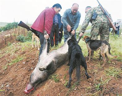 200斤野猪激战5猎狗 咬死1条后被猎人击毙(图)