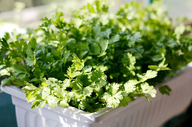 自种蔬菜做出的美食 晶香菜丸子__业达传媒网