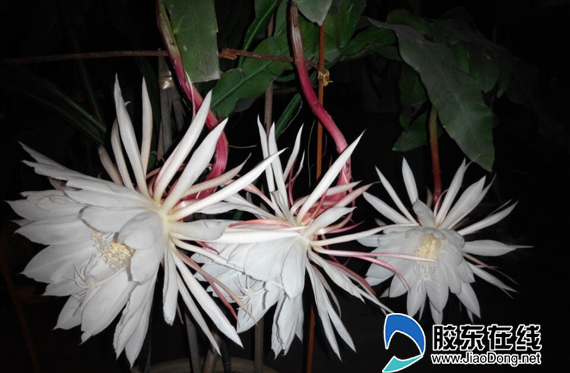 一株昙花昼夜开放花期持续15小时(组图) 莱州 