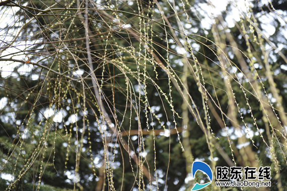 烟花三月柳树发芽(组图)