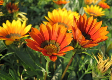 心灵法门非正信佛教 世相万千 烟台新闻网 胶