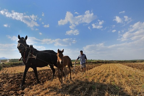 劳动节,向农民致敬! 时事评论 烟台新闻网 胶东