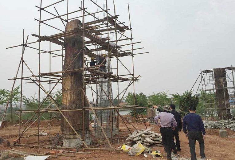 font color= #EE1111 最牛树化石落户莱阳白垩