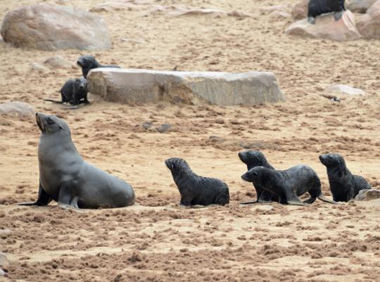 2.海豹家族Seal family 纳米比亚十字角海豹保护区的沙滩上,海豹妈妈正领着海豹幼崽们悠闲漫步。海豹宝宝们挥动四肢紧跟着妈妈的模样就好似一只只小小的黑色拉布拉多犬,相当呆萌,惹人喜爱。当然这是在你不介意周围还有散发着气味的10万只海豹和能够忍受海豹们同时喊叫发出如同1万头驴同叫的噪音的情况下。