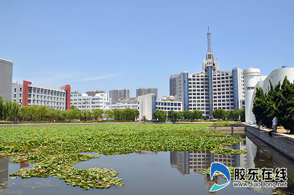 开发区打造宜居生态环境 池中荷花大片盛开(图