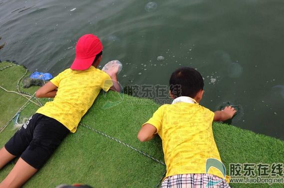 成群结队水母出现烟台海边 看似温柔却有毒(图