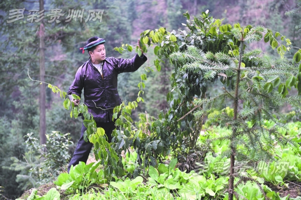 从江有名的"瑶族药浴"村翠里乡高华村,村民大量种植瑶浴药材.