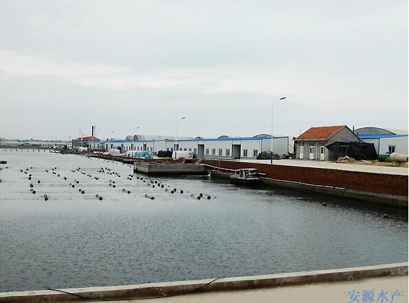 烟台海参十大品牌之蓬安源:呵护好苗种产好海