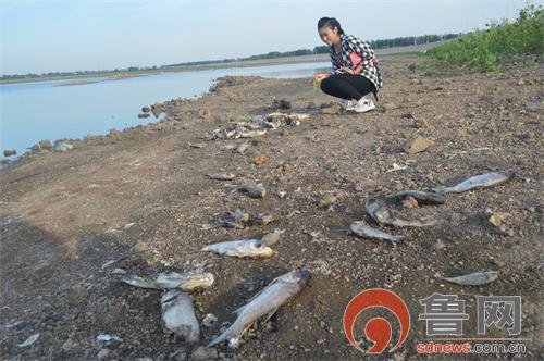 即墨宋化泉水库死鱼成片臭气熏天(组图) 山东新