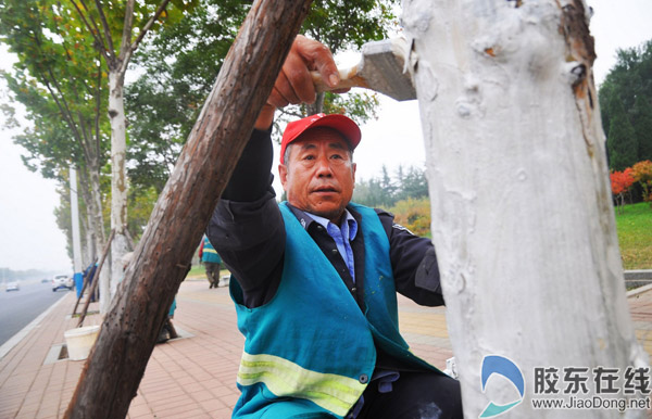 莱山区为街道行道树木穿上防护衣(图) 莱山 烟