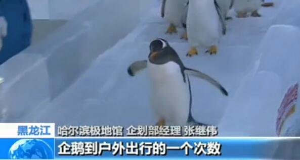  哈尔滨遇罕见低温 :企鹅冻得直哆嗦 网友晒泼水