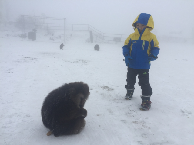 峨眉山一只猴子遇人便展示脚上伤口疑似求救