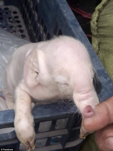 柬埔寨小猪鼻长耳大 如象猪混合体