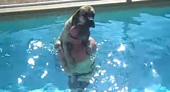 超有爱!胆小汪星人在主人帮助下克服恐水症 世