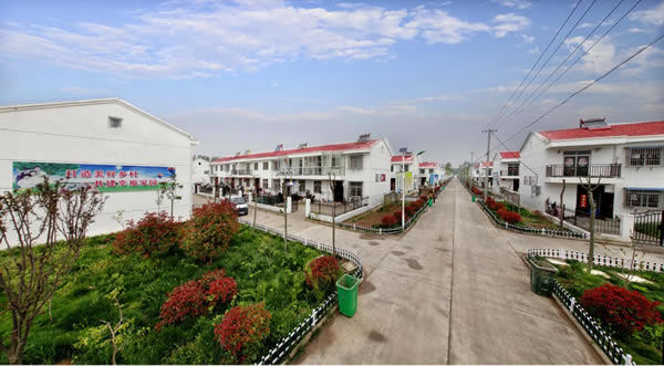 徐心华:桃源镇光明村脱贫致富带头人 | 逐梦榜样