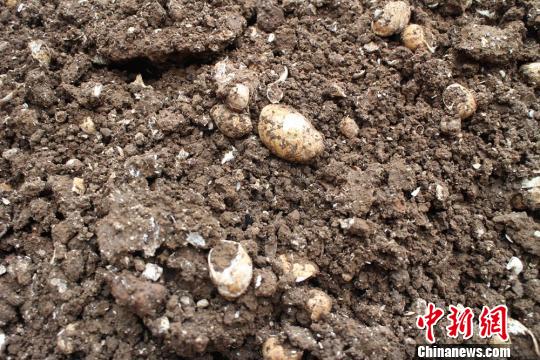 进行现场发掘指导的湖南省考古研究学会理事,副研究员龙京