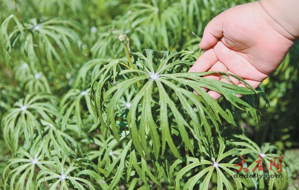 90后女孩候柏新爱上种草药v女孩做女生|逐梦穿马丁靴的品牌图片