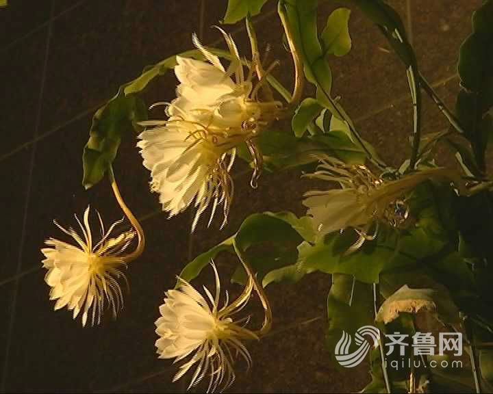 罕见!市民家中10年昙花晚上绽放 一次开6朵(图