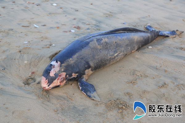 蓬莱一公园海滩现死亡海猪属国家二级保护动物