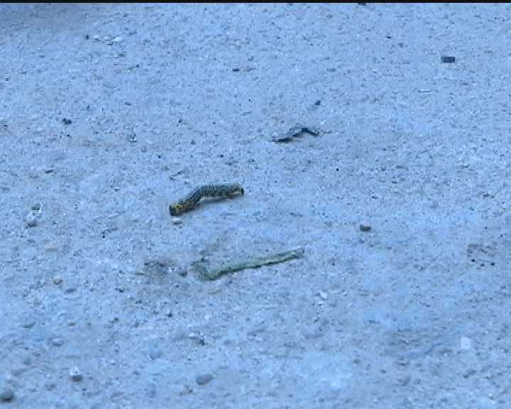 芝罘一小区冬青树爬满虫子 吃光绿叶"跑"进家中
