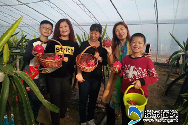 莱州大棚种出火龙果(图) 莱州 烟台新闻网 胶东