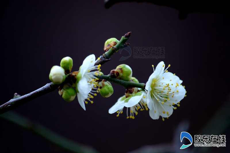 栽植有红妆,送春,丰后,垂枝,美人等近十个品种逾千株梅花