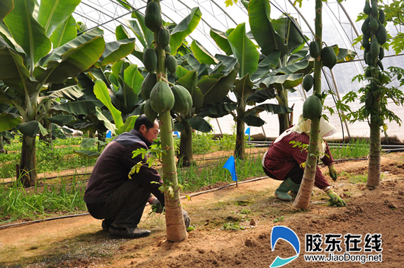 种香蕉树视频 00300225157_b36cba22.jpg