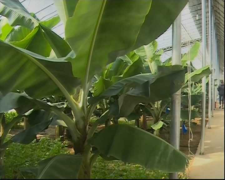 莱州一村民实现南果北种 大棚结出热带水果(图