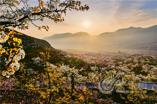 平邑花海 风景如画