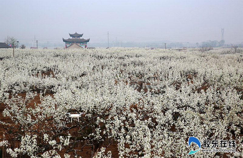 莱阳西陶漳梨花节(组图)