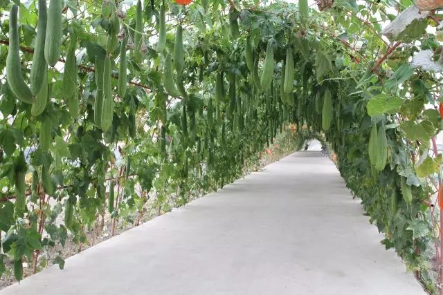 探访黑龙江兴十四村：五大产业项目助力乡村致富