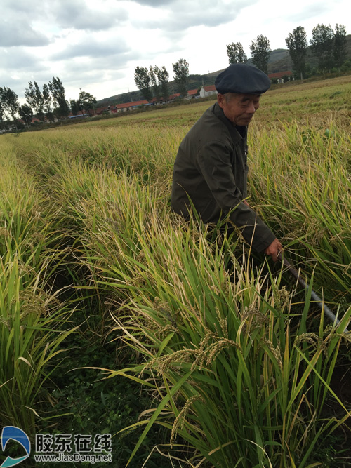 有机旱稻种植忙 福山区仉村周贫困户脱贫有妙