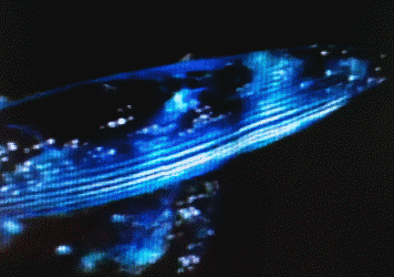 百纳瑞汀花园亮灯仪式|点亮新希望,演绎新格调,踏上新