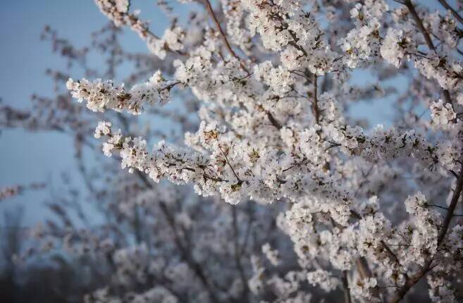 龙湖海岸樱花唯美绽放