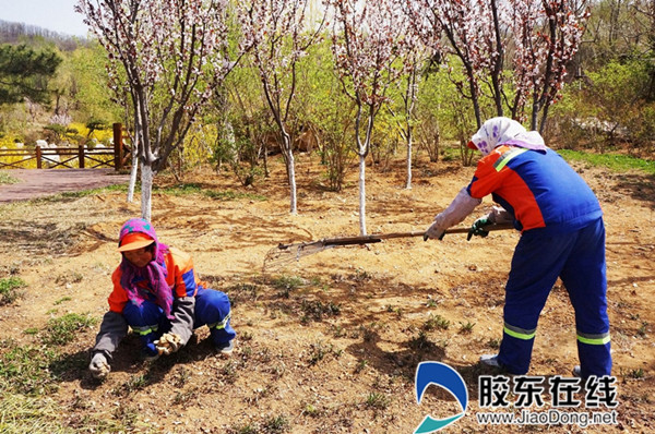 园林绿化养护人员正在烟台植物园清理枯枝落叶