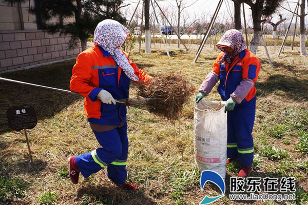 园林绿化养护人员正在烟台植物园清理枯枝落叶
