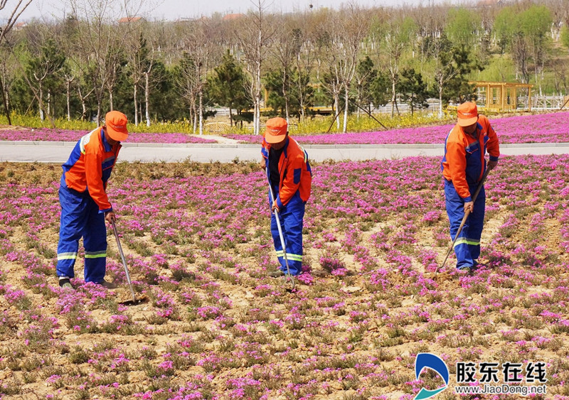 园林养护人员正在烟台植物园内清理杂草、松土养护