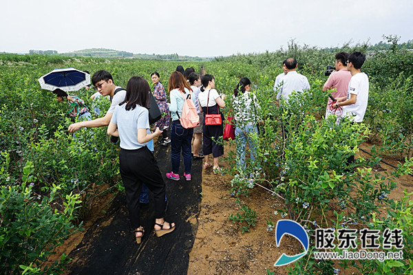 26日上午,“媒眼看烟台?聚焦现代农业”全国媒体采访团走进位于烟台著名风景区昆嵛山南麓的京玺蓝莓庄园_副本