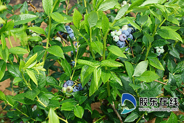园区采取原生态蓝莓种植,施农家肥,杜绝一切农药喷洒_副本
