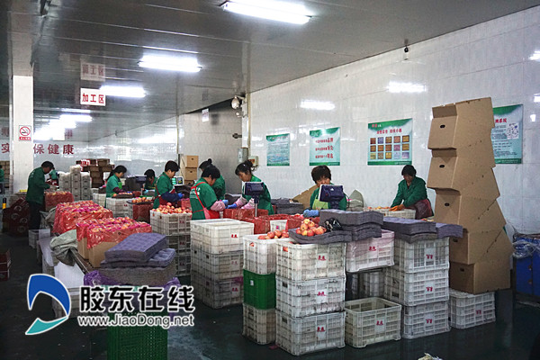 忙碌地果品车间