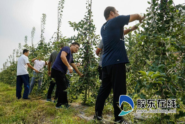 扶贫干部在基地劳动