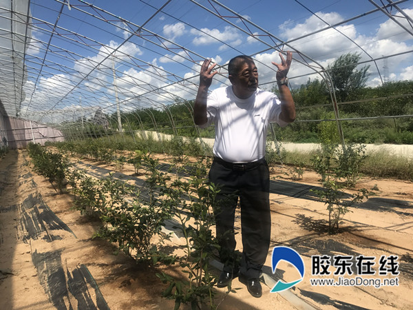 小小蓝莓,成为牟平脱贫攻坚的有力保障_副本