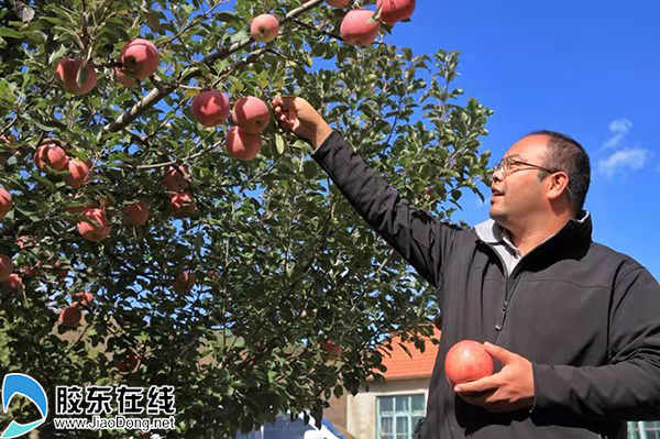 烟台市抱朴果蔬专业合作社负责人丛冬日在采摘苹果