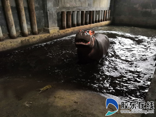 河马馆内,连水池里都有好几组暖气